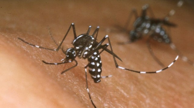 5 more people died of dengue